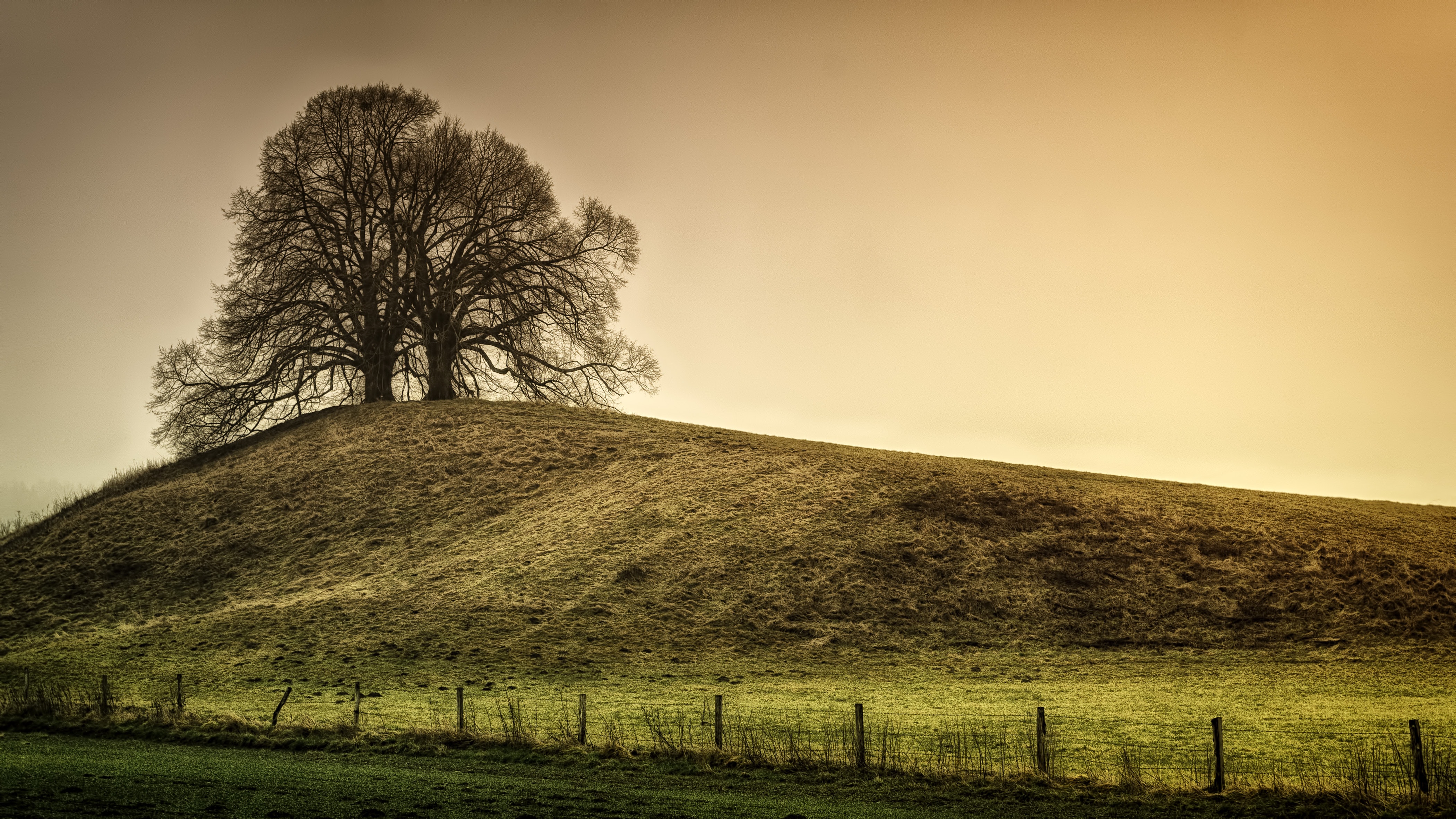 Trees on hill